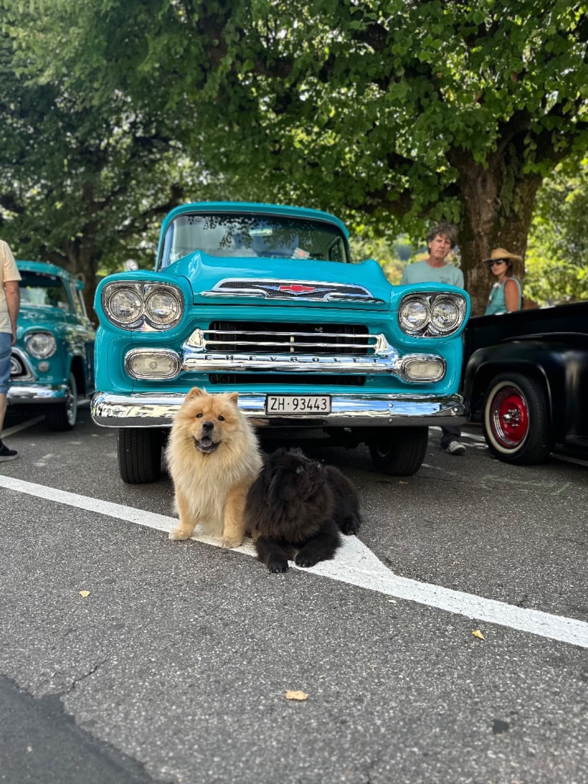 Chow-Chow-Botschafter (3/3)
